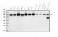 Anti-DDX1 Picoband™ Antibody (monoclonal, 3I10)