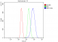 Anti-DDX1 Picoband™ Antibody (monoclonal, 2D4)