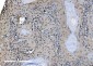 Anti-DDX1 Picoband™ Antibody (monoclonal, 2D4)