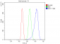 Anti-DDX1 Picoband™ Antibody (monoclonal, 11E5)