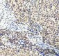 Anti-DDX1 Picoband™ Antibody (monoclonal, 11E5)