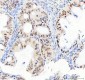 Anti-DDX1 Picoband™ Antibody (monoclonal, 11E5)