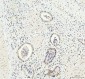 Anti-DDX1 Picoband™ Antibody (monoclonal, 11E5)