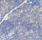 Anti-DDX1 Picoband™ Antibody (monoclonal, 11E5)
