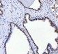 Anti-DDX1 Picoband™ Antibody (monoclonal, 11E5)