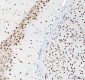 Anti-DDX1 Picoband™ Antibody (monoclonal, 11E5)