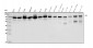 Anti-DDX1 Picoband™ Antibody (monoclonal, 11E5)