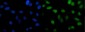 Anti-PTBP2 Picoband™ Antibody (monoclonal, 8F11)