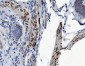 Anti-PTBP2 Picoband™ Antibody (monoclonal, 8F11)