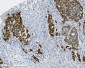 Anti-PTBP2 Picoband™ Antibody (monoclonal, 8F11)