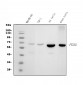 Anti-PTBP2 Picoband™ Antibody (monoclonal, 8F11)