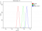 Anti-PTBP2 Picoband™ Antibody (monoclonal, 13D11)