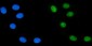 Anti-PTBP2 Picoband™ Antibody (monoclonal, 13D11)