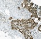 Anti-PTBP2 Picoband™ Antibody (monoclonal, 13D11)
