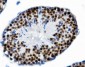 Anti-PTBP2 Picoband™ Antibody (monoclonal, 13D11)