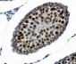 Anti-PTBP2 Picoband™ Antibody (monoclonal, 13D11)