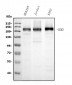 Anti-UBR2 Picoband™ Antibody (monoclonal, 2G10)