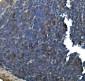 Anti- IFN Gamma Monoclonal Antibody 