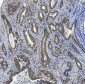 Anti-SMAD2 Antibody Picoband™ (monoclonal, 3C4)