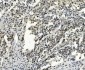 Anti-SMAD2 Antibody Picoband™ (monoclonal, 3C4)
