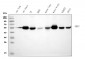 Anti-IRF3 Antibody Picoband™ (monoclonal, 11H2)