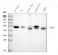 Anti-IRF3 Antibody Picoband™ (monoclonal, 3B4)