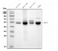 Anti-IRF3 Antibody Picoband™ (monoclonal, 7B10)
