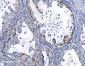 Anti-SAMHD1 Antibody Picoband™ (monoclonal, 3B9)
