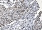 Anti-SAMHD1 Antibody Picoband™ (monoclonal, 3B9)