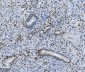 Anti-SAMHD1 Antibody Picoband™ (monoclonal, 3B9)