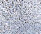 Anti-SAMHD1 Antibody Picoband™ (monoclonal, 3B9)