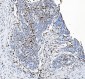 Anti-SAMHD1 Antibody Picoband™ (monoclonal, 3B9)