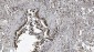 Anti-SAMHD1 Antibody Picoband™ (monoclonal, 10H8)