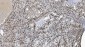 Anti-SAMHD1 Antibody Picoband™ (monoclonal, 10H8)
