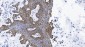 Anti-SAMHD1 Antibody Picoband™ (monoclonal, 10H8)