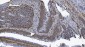 Anti-SAMHD1 Antibody Picoband™ (monoclonal, 10H8)
