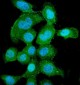 Anti-PNP Antibody Picoband™ (monoclonal, 7G5)