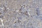 Anti-PNP Antibody Picoband™ (monoclonal, 7G5)