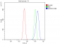 Anti-MEK2/MAP2K2 Antibody Picoband™ (monoclonal, 2B4)