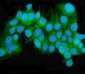 Anti-MEK2/MAP2K2 Antibody Picoband™ (monoclonal, 2B4)
