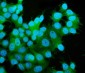 Anti-MEK2/MAP2K2 Antibody Picoband™ (monoclonal, 2H4)