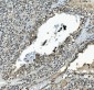 Anti-MEK2/MAP2K2 Antibody Picoband™ (monoclonal, 2H4)
