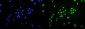 Anti-Ku70 Antibody Picoband™ (monoclonal, 9B6)