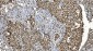 Anti-Ku70 Antibody Picoband™ (monoclonal, 9B6)