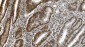 Anti-Ku70 Antibody Picoband™ (monoclonal, 9B6)