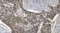 Anti-Ku70 Antibody Picoband™ (monoclonal, 9B6)