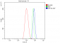 Anti-Ku70 Antibody Picoband™ (monoclonal, 3D7)