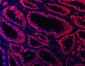 Anti-Ku70 Antibody Picoband™ (monoclonal, 3D7)