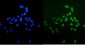 Anti-Ku70 Antibody Picoband™ (monoclonal, 3D7)