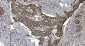 Anti-Ku70 Antibody Picoband™ (monoclonal, 3D7)